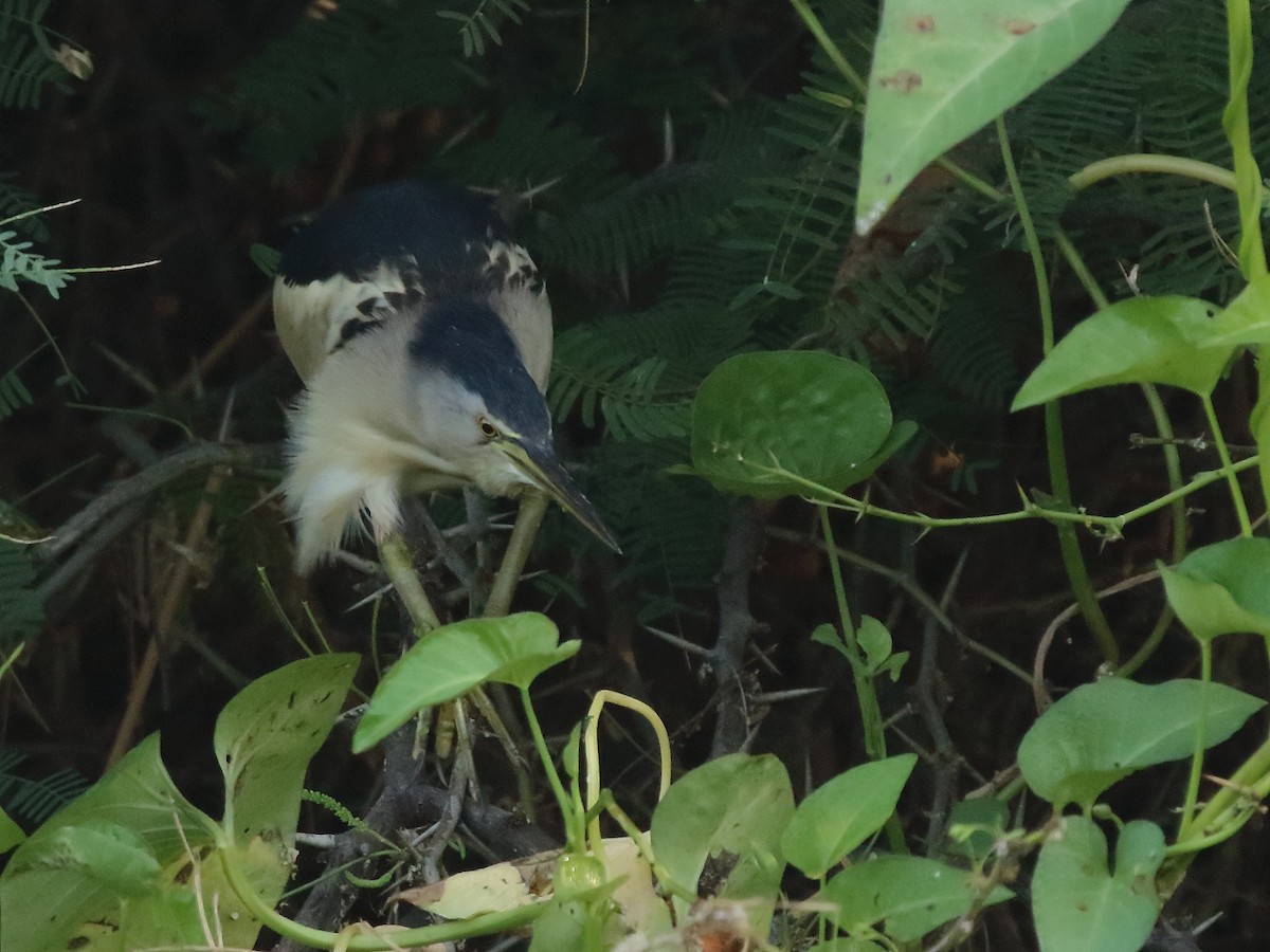 Little Bittern - Shekar Vishvanath