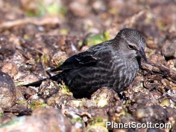 Tricolored Blackbird - ML182724441