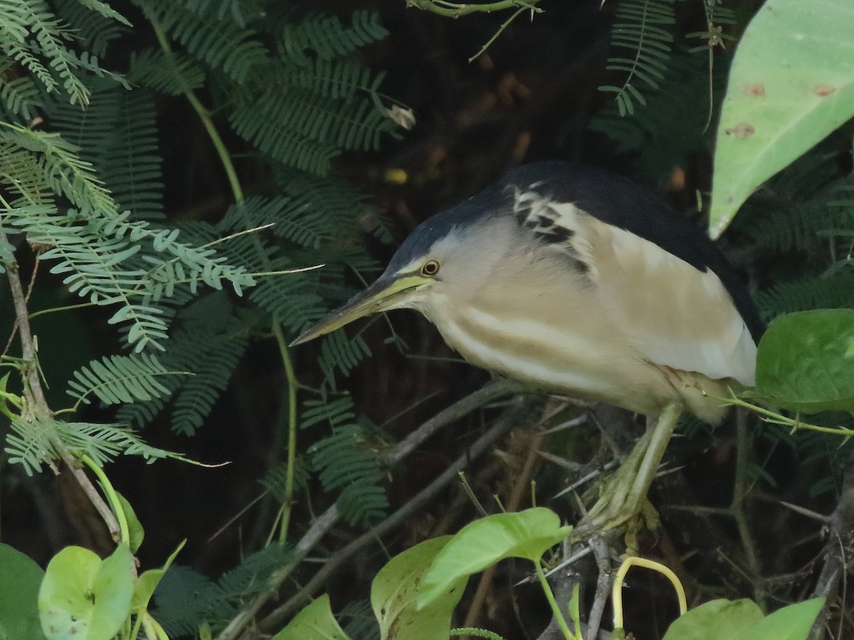 Little Bittern - Shekar Vishvanath