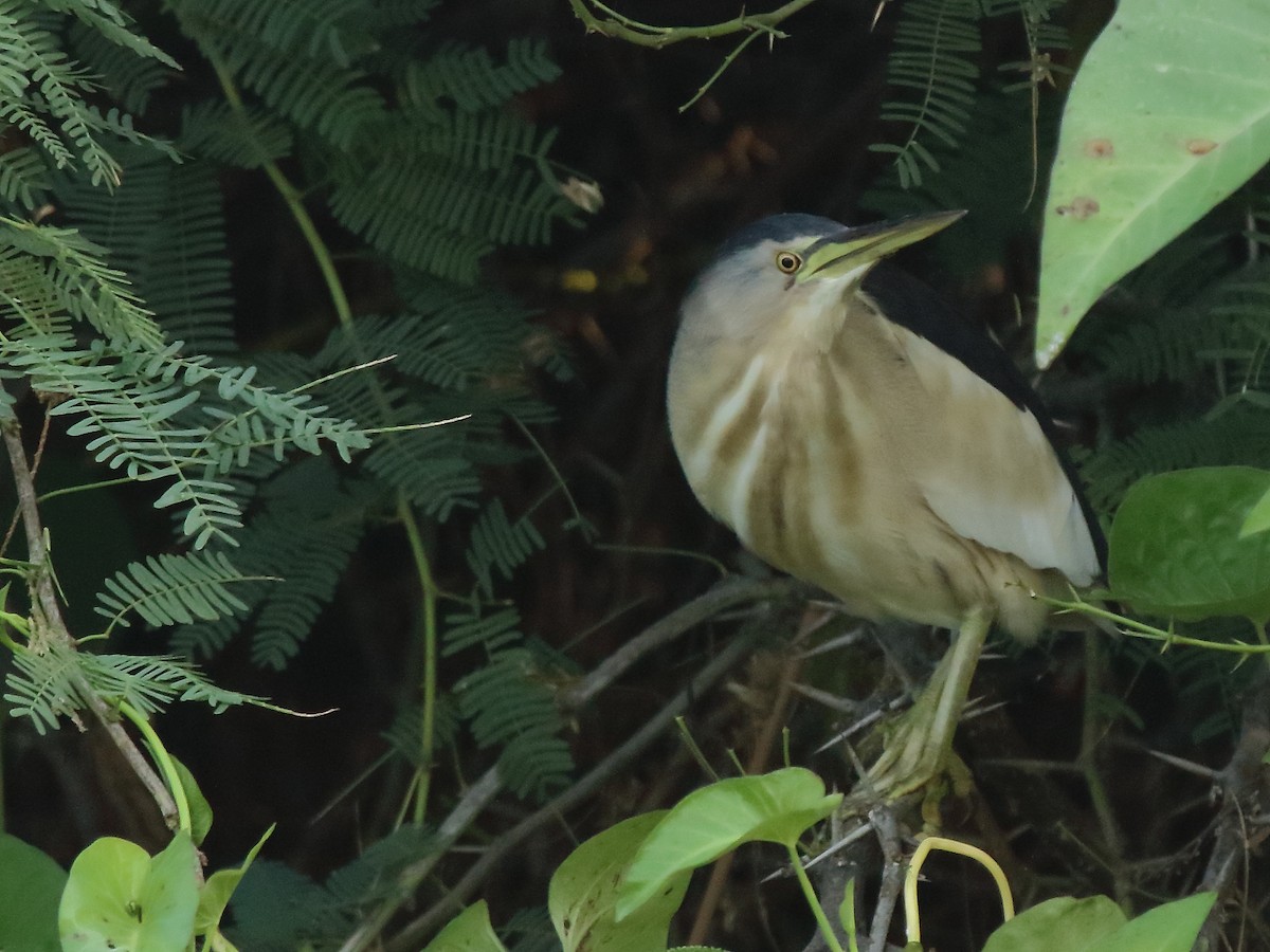 Little Bittern - Shekar Vishvanath