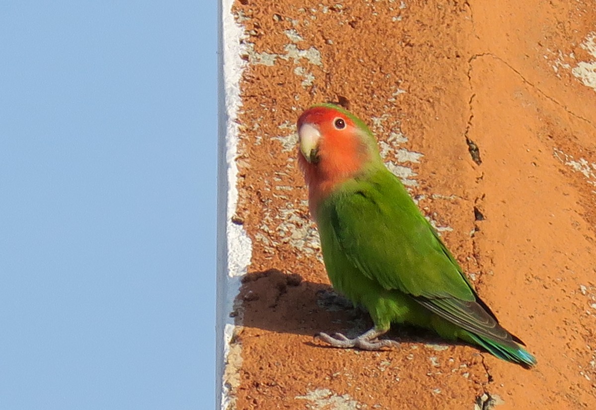Rosy-faced Lovebird - ML182726001