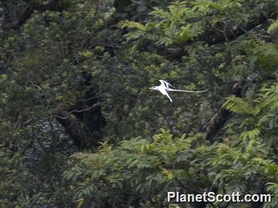 White-tailed Tropicbird - ML182729451