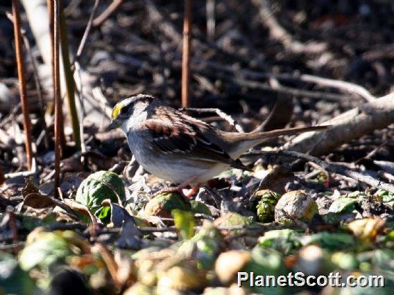 White-throated Sparrow - Scott Bowers