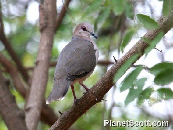 White-tipped Dove - ML182729941