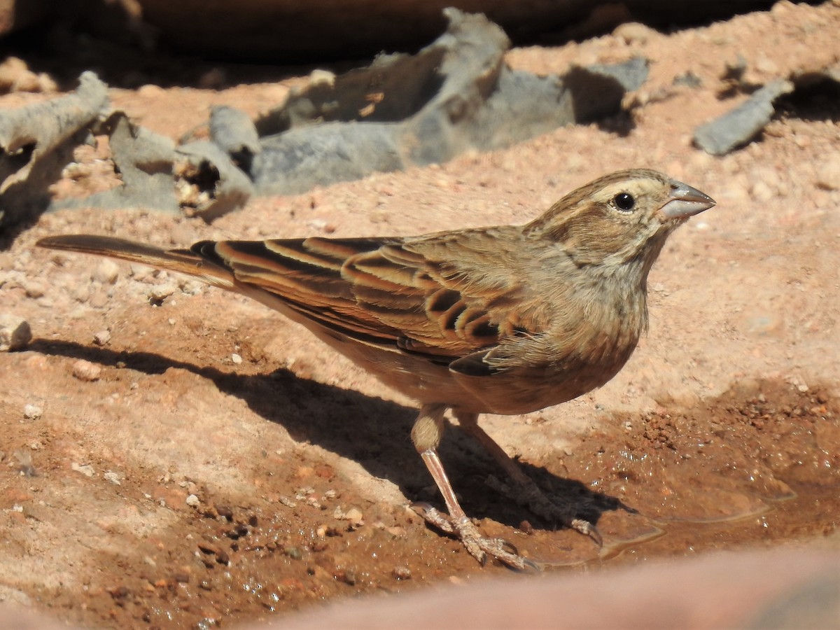 Lark-like Bunting - ML182731211