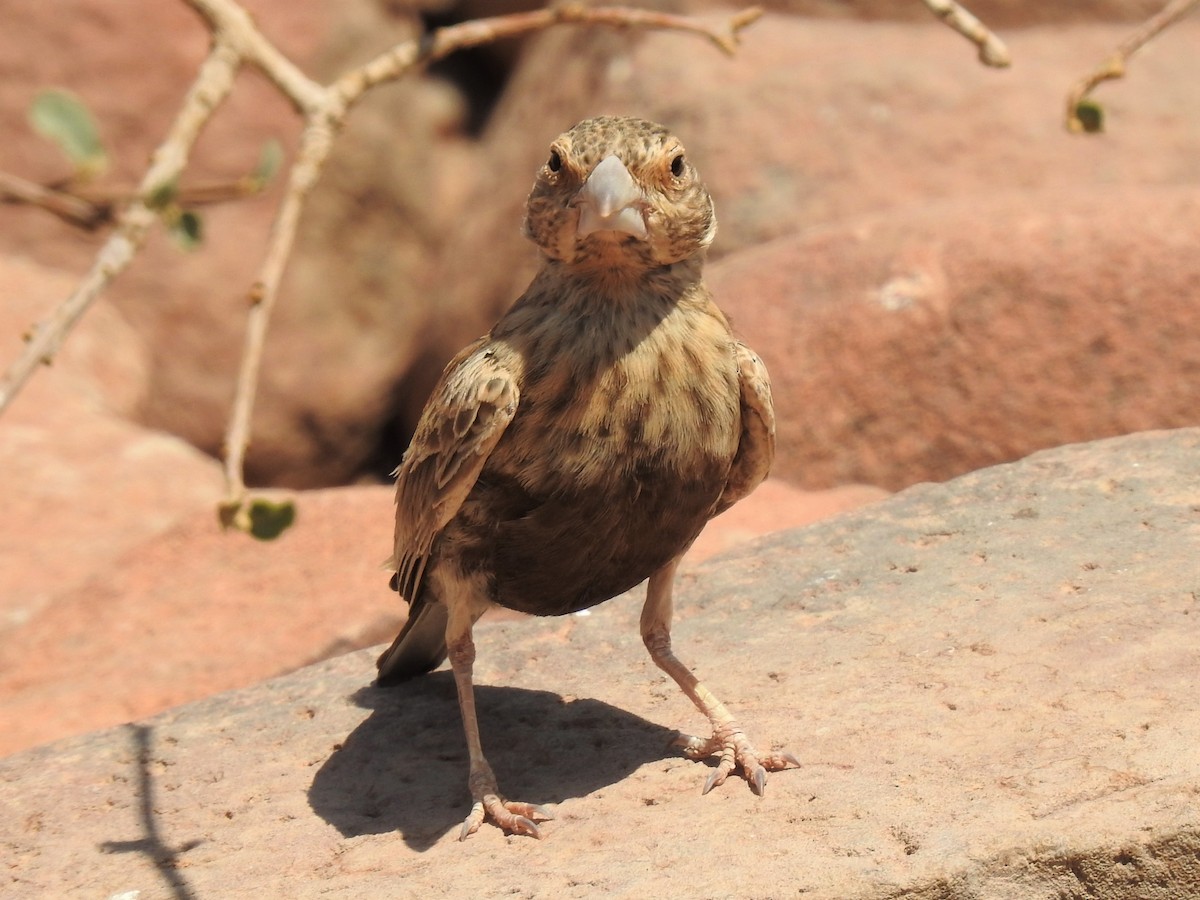 Chestnut-backed Sparrow-Lark - ML182731261