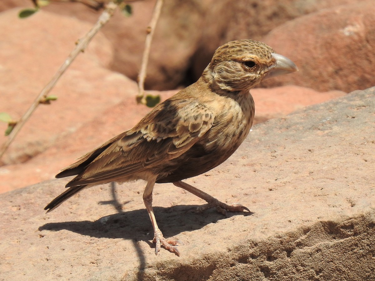 Chestnut-backed Sparrow-Lark - ML182731271