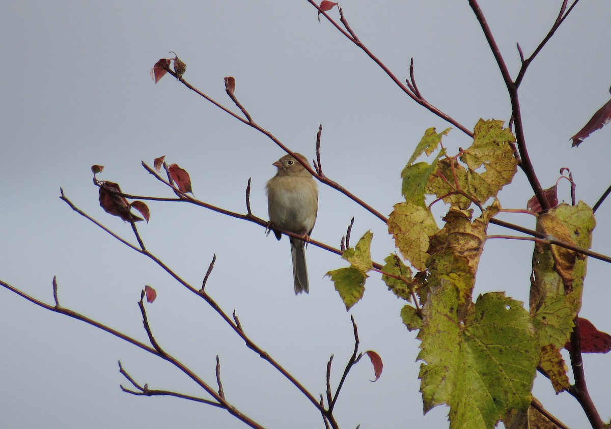 Field Sparrow - Sarah Webb