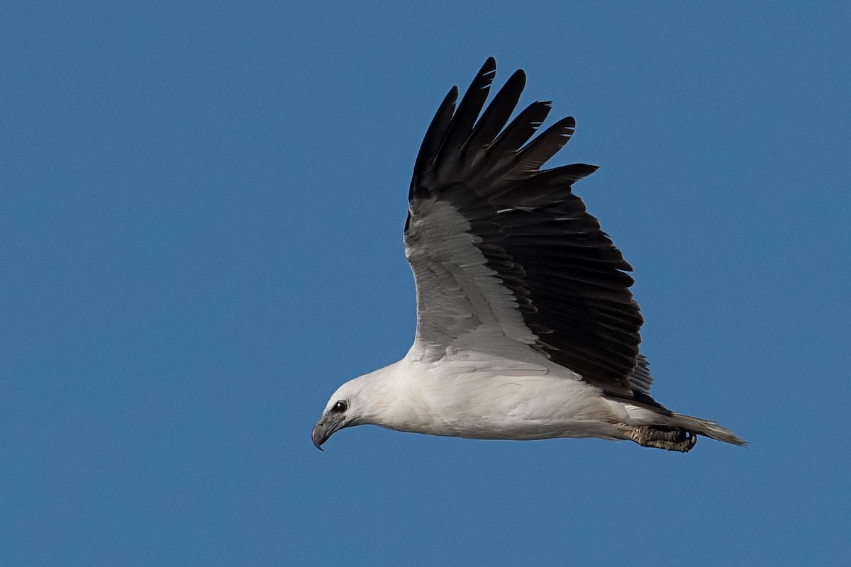 White-bellied Sea-Eagle - ML182733151