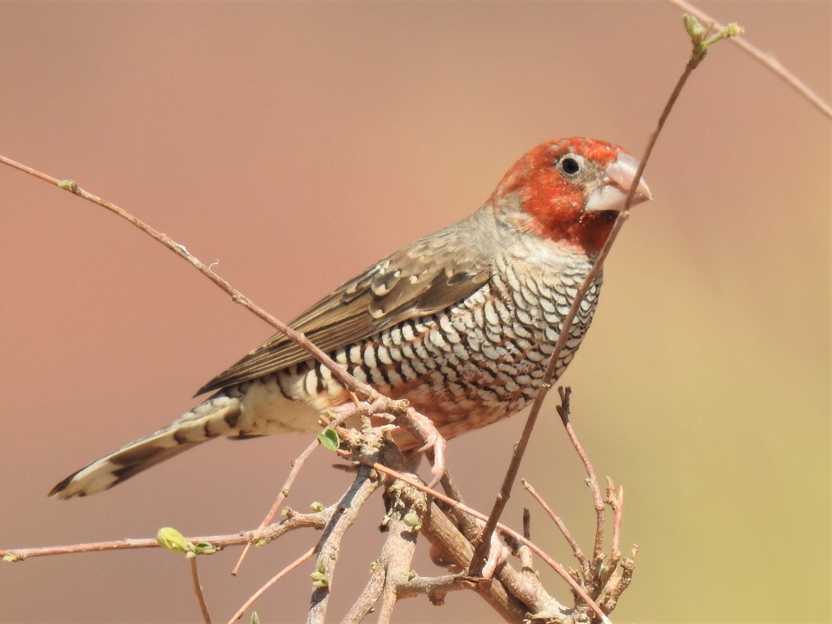 Red-headed Finch - Stephen Taylor