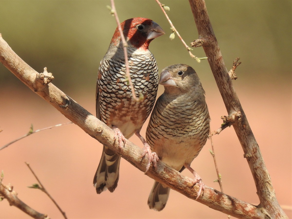 Red-headed Finch - ML182734381