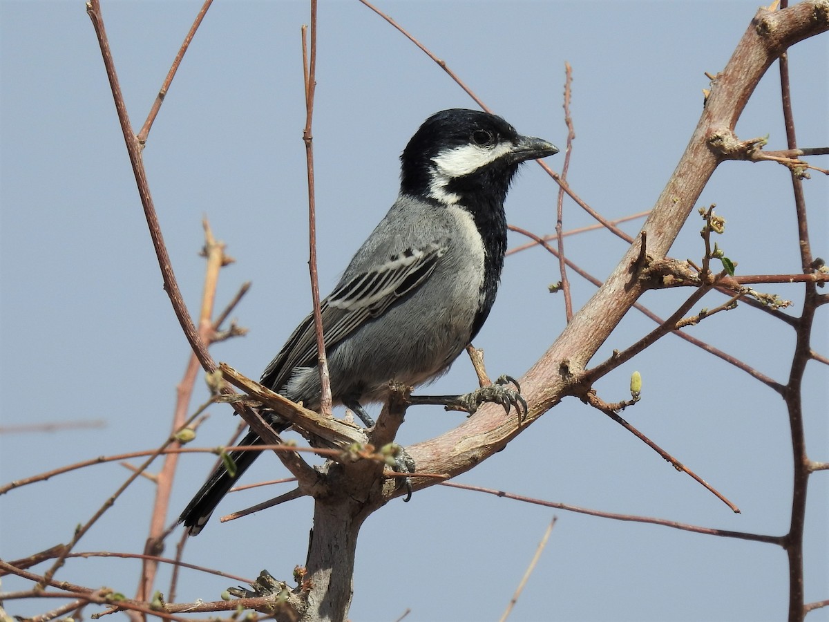 Ashy Tit - Stephen Taylor
