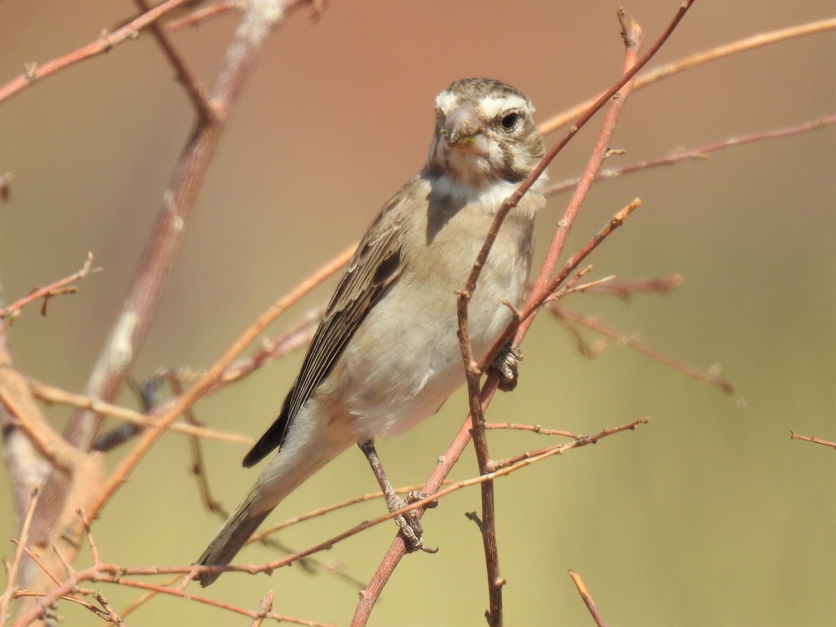 White-throated Canary - ML182734491