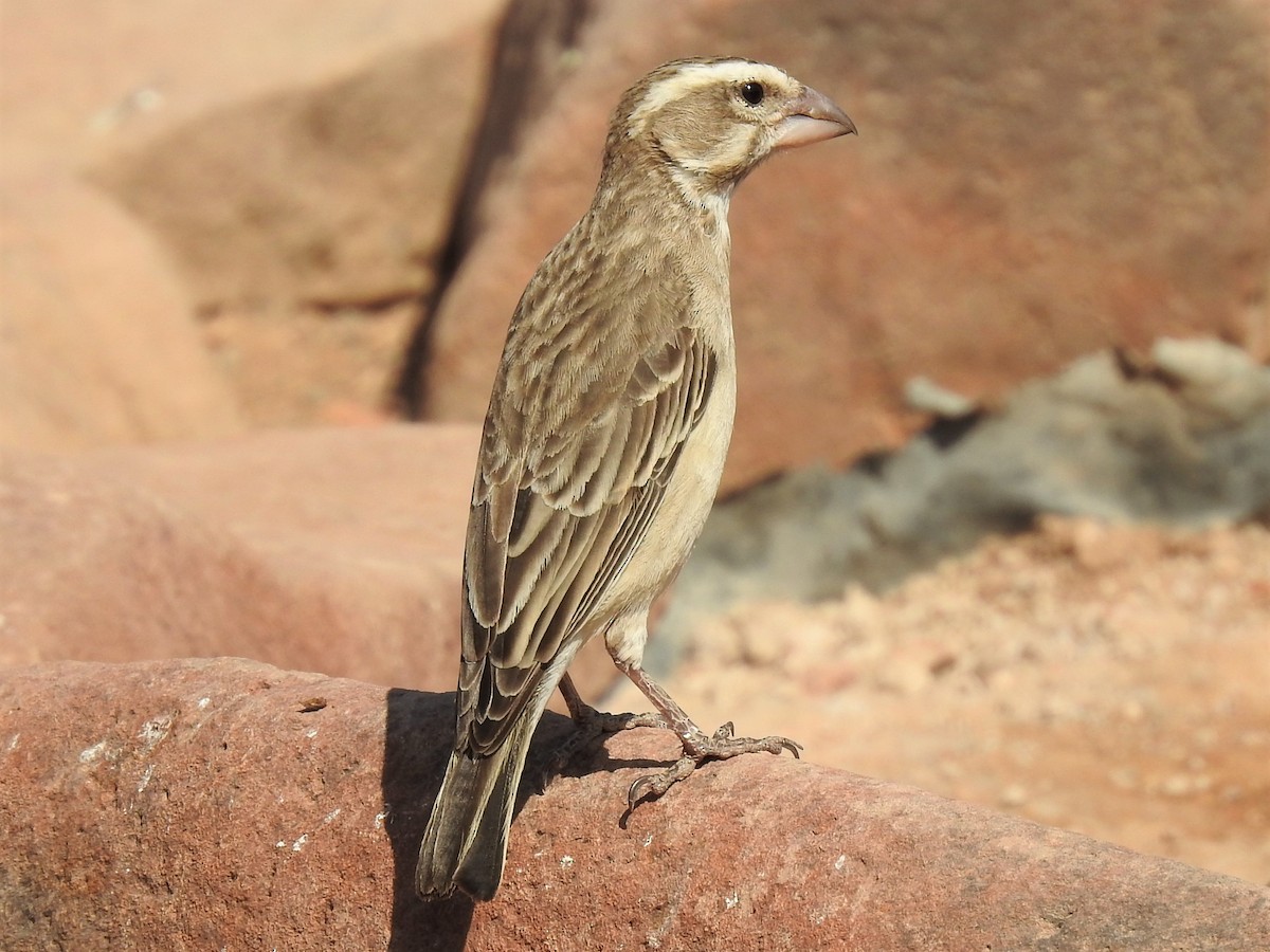 White-throated Canary - ML182734501