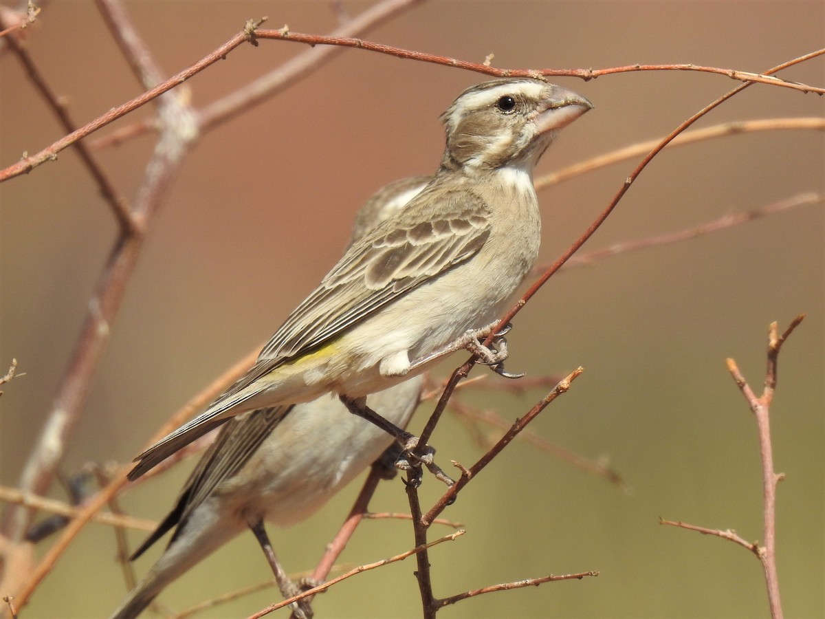 White-throated Canary - ML182734521