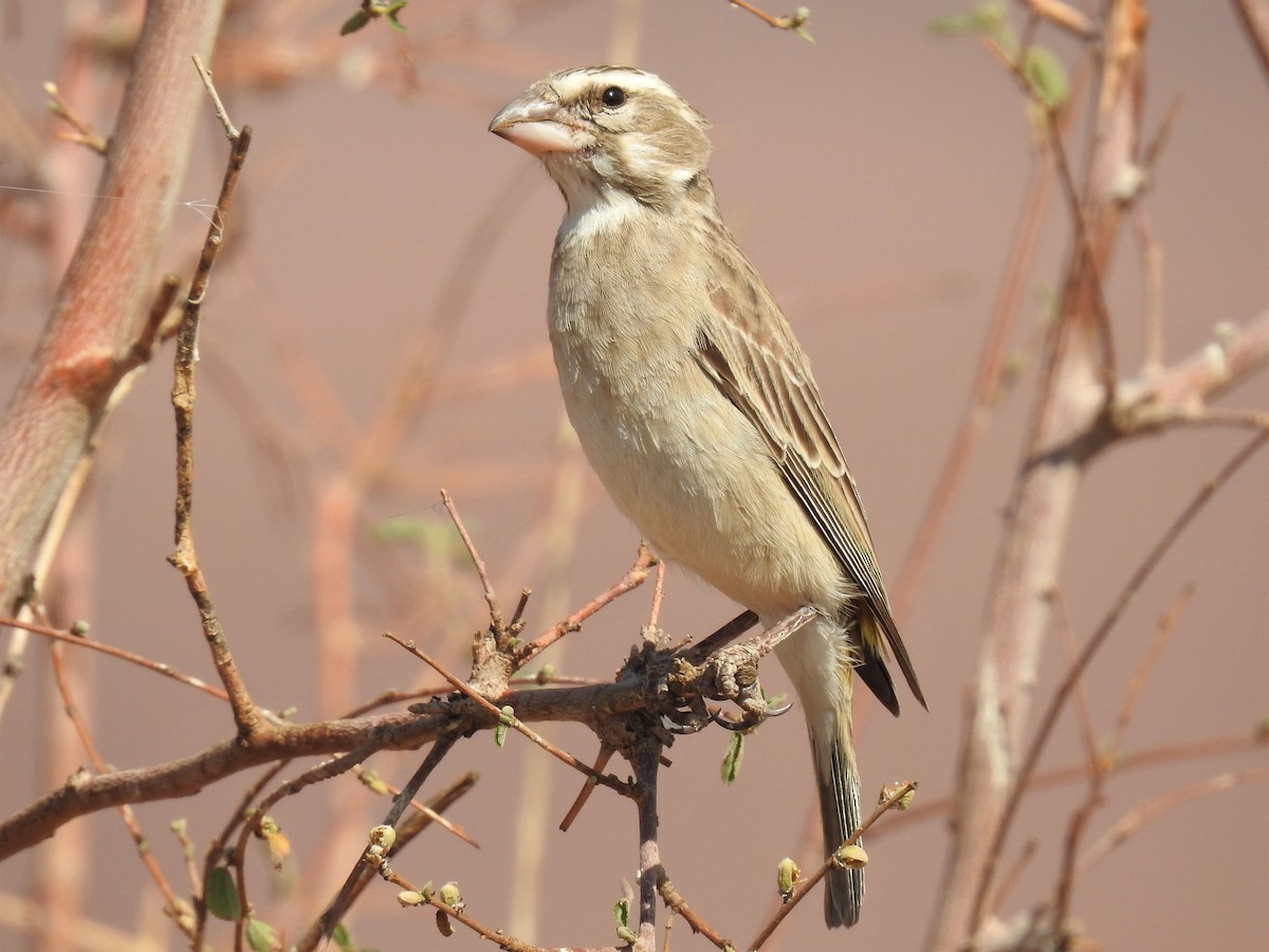 White-throated Canary - ML182734531