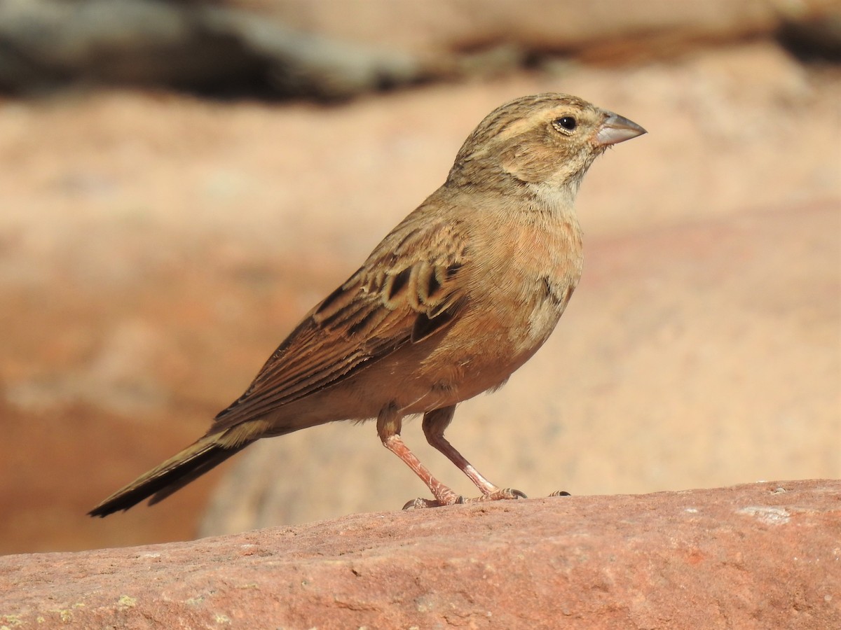 Lark-like Bunting - ML182734621