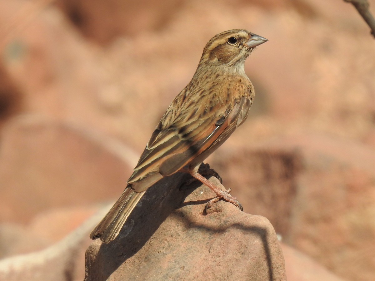 Lark-like Bunting - ML182734631