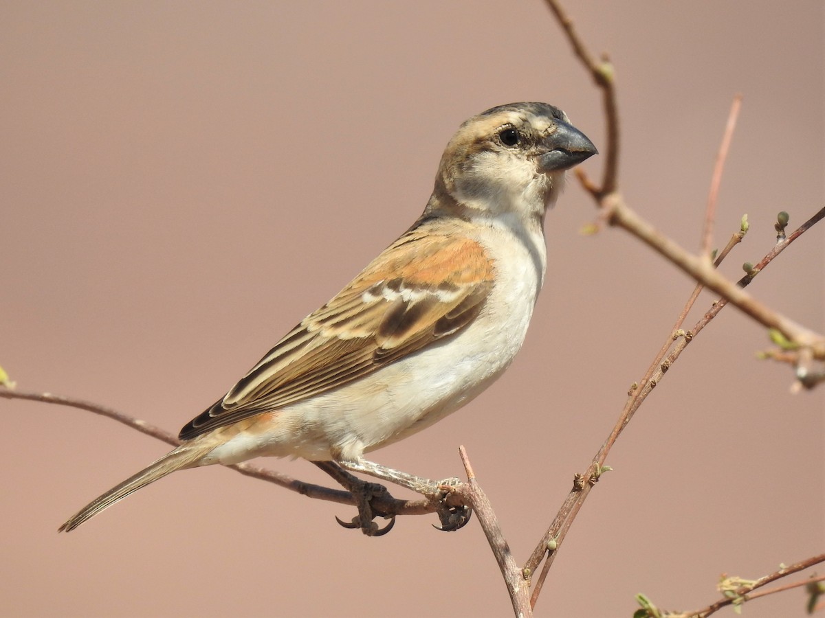 Great Rufous Sparrow - ML182734761