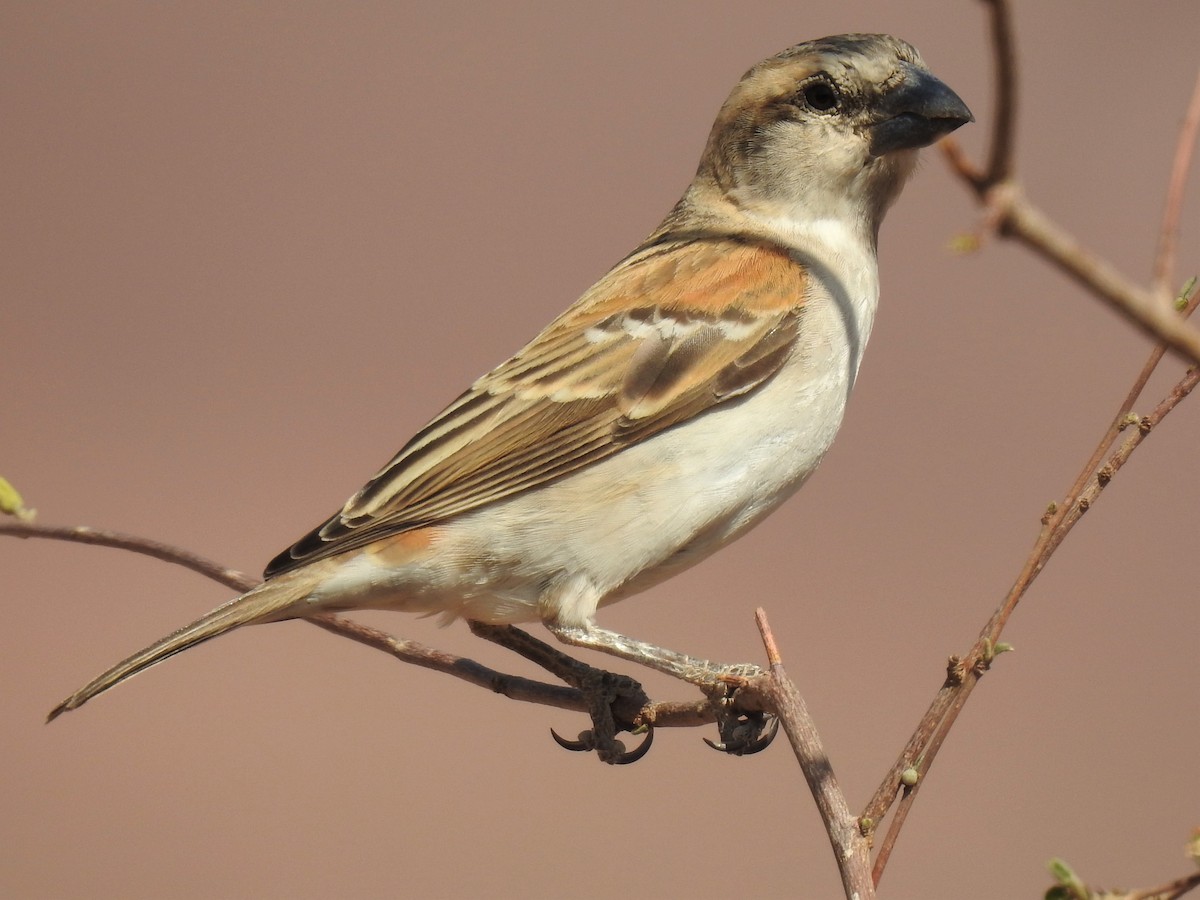 Great Rufous Sparrow - ML182734771