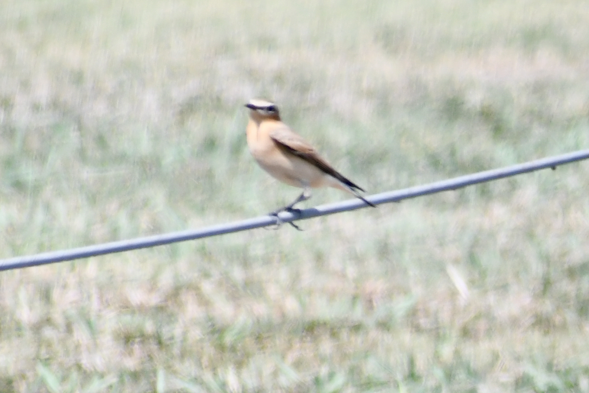 Northern Wheatear - ML182735311