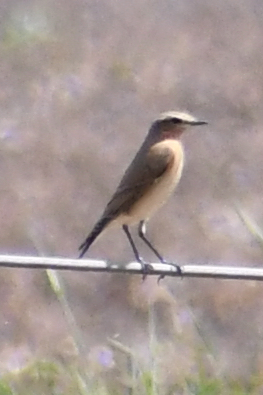 Northern Wheatear - ML182735471