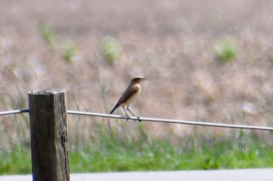 Northern Wheatear - ML182735481