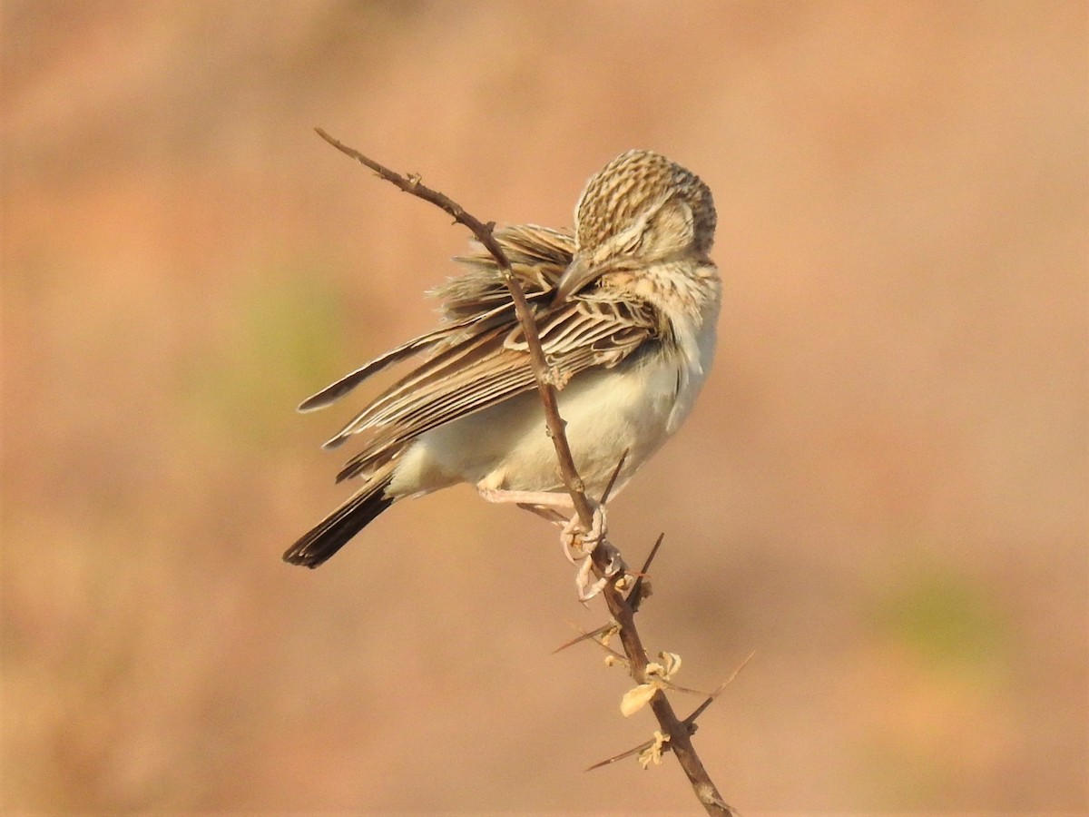 Sabota Lark - ML182735791