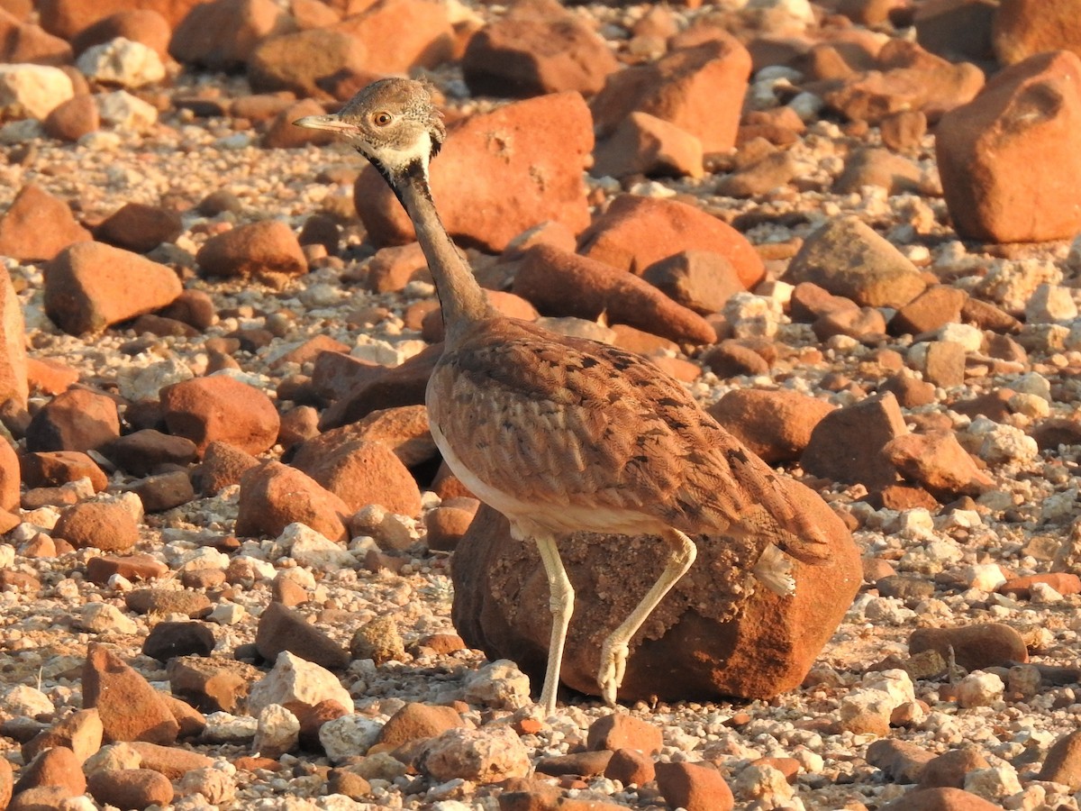 Rüppell's Bustard - ML182735851