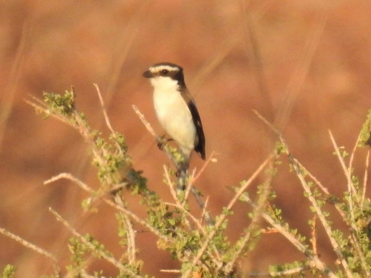 Southern Fiscal - ML182736021