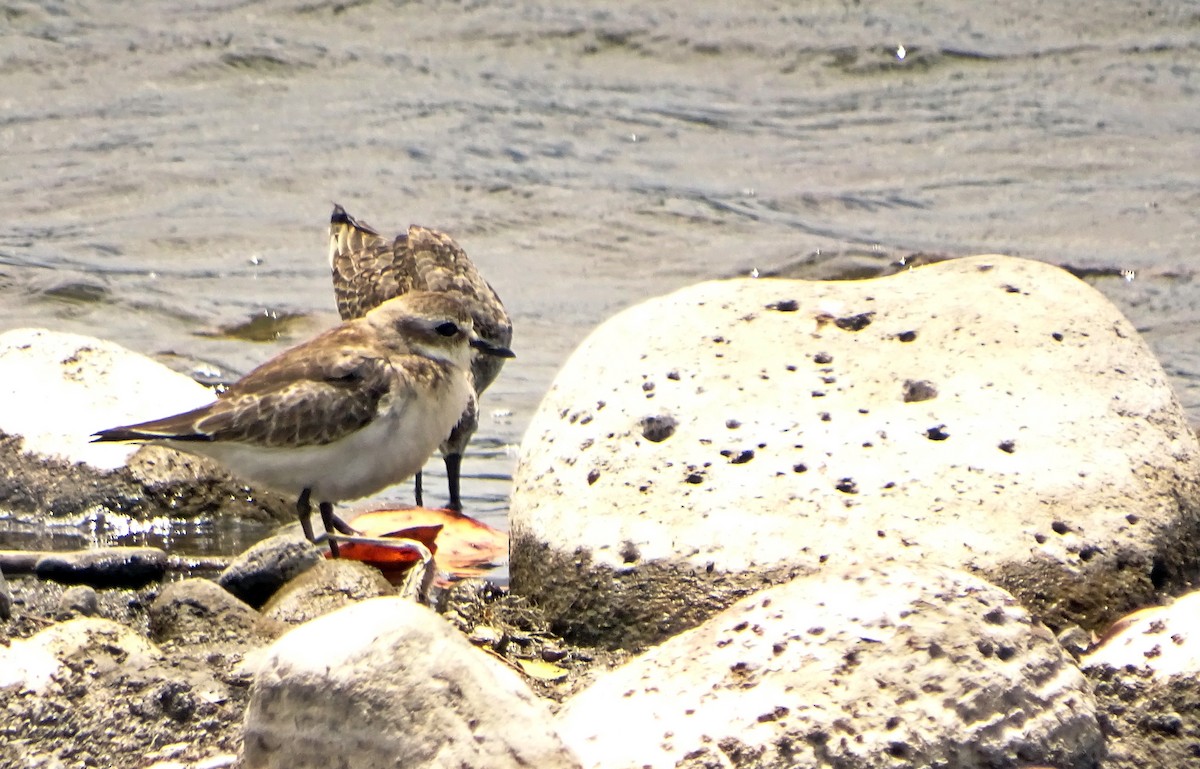 Greater Sand-Plover - ML182736031