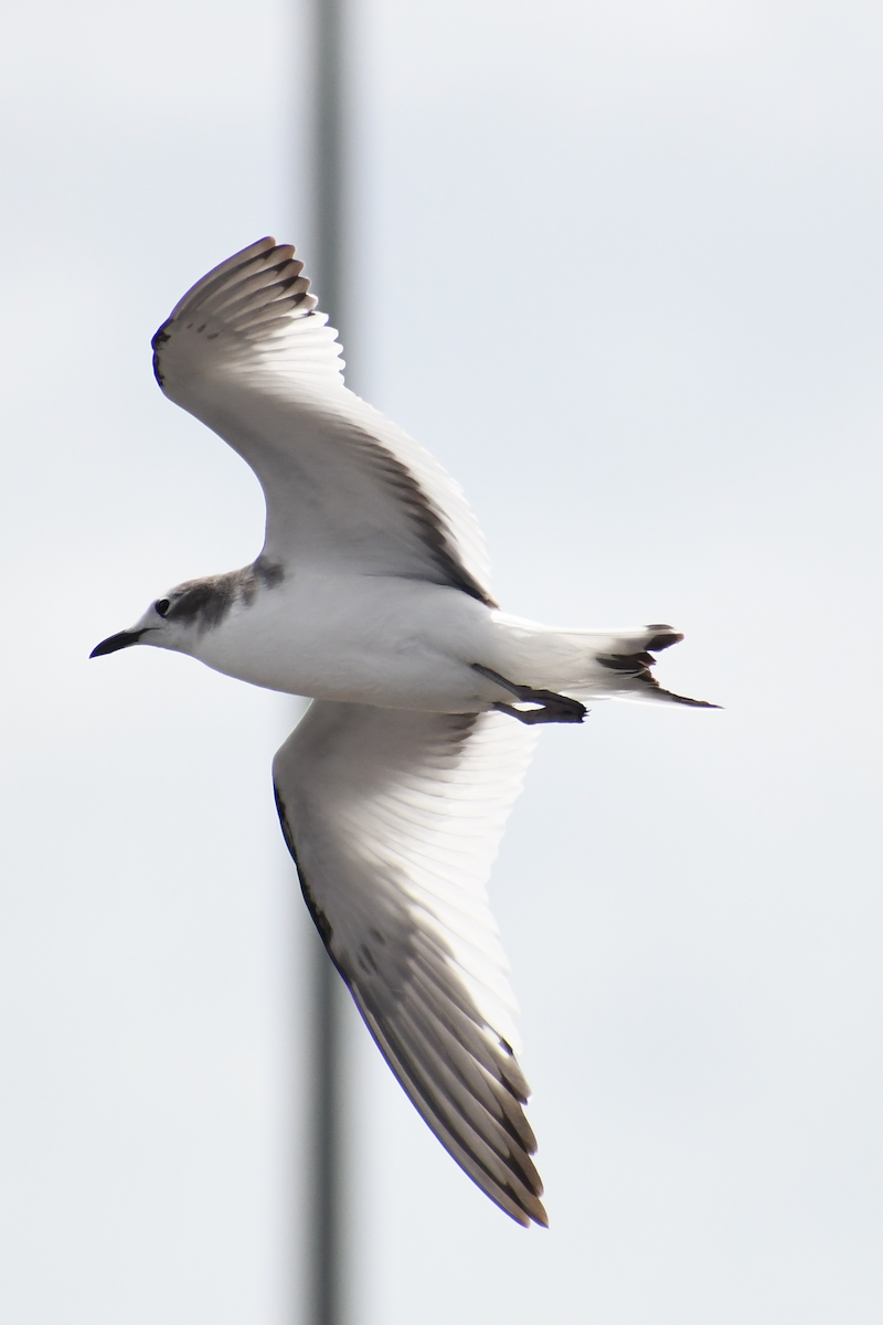 Sabine's Gull - ML182736851