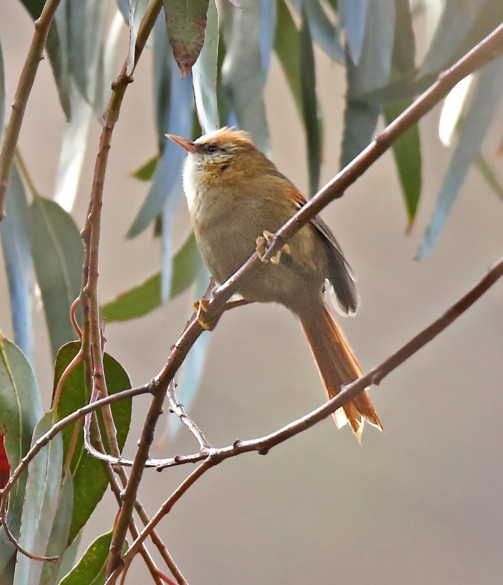 Creamy-crested Spinetail - ML182738401