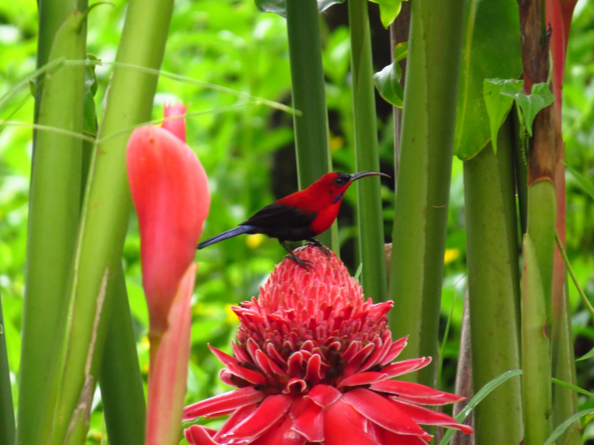 Magnificent Sunbird - Juan Mesquida