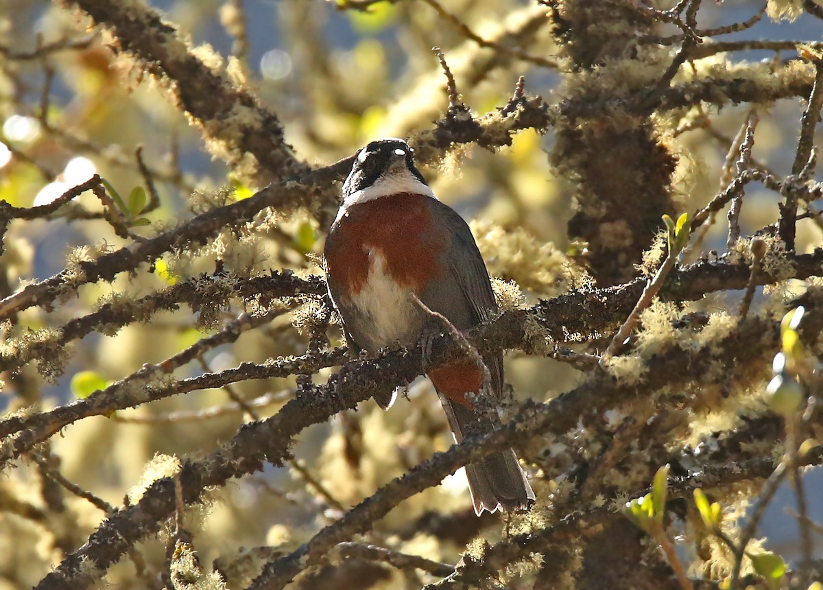 Chestnut-breasted Mountain Finch - Roger Ahlman