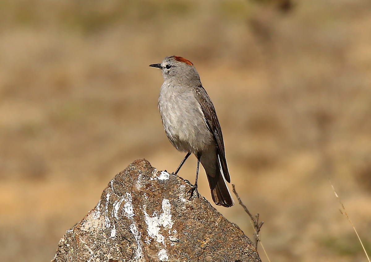 Rufous-naped Ground-Tyrant - Roger Ahlman