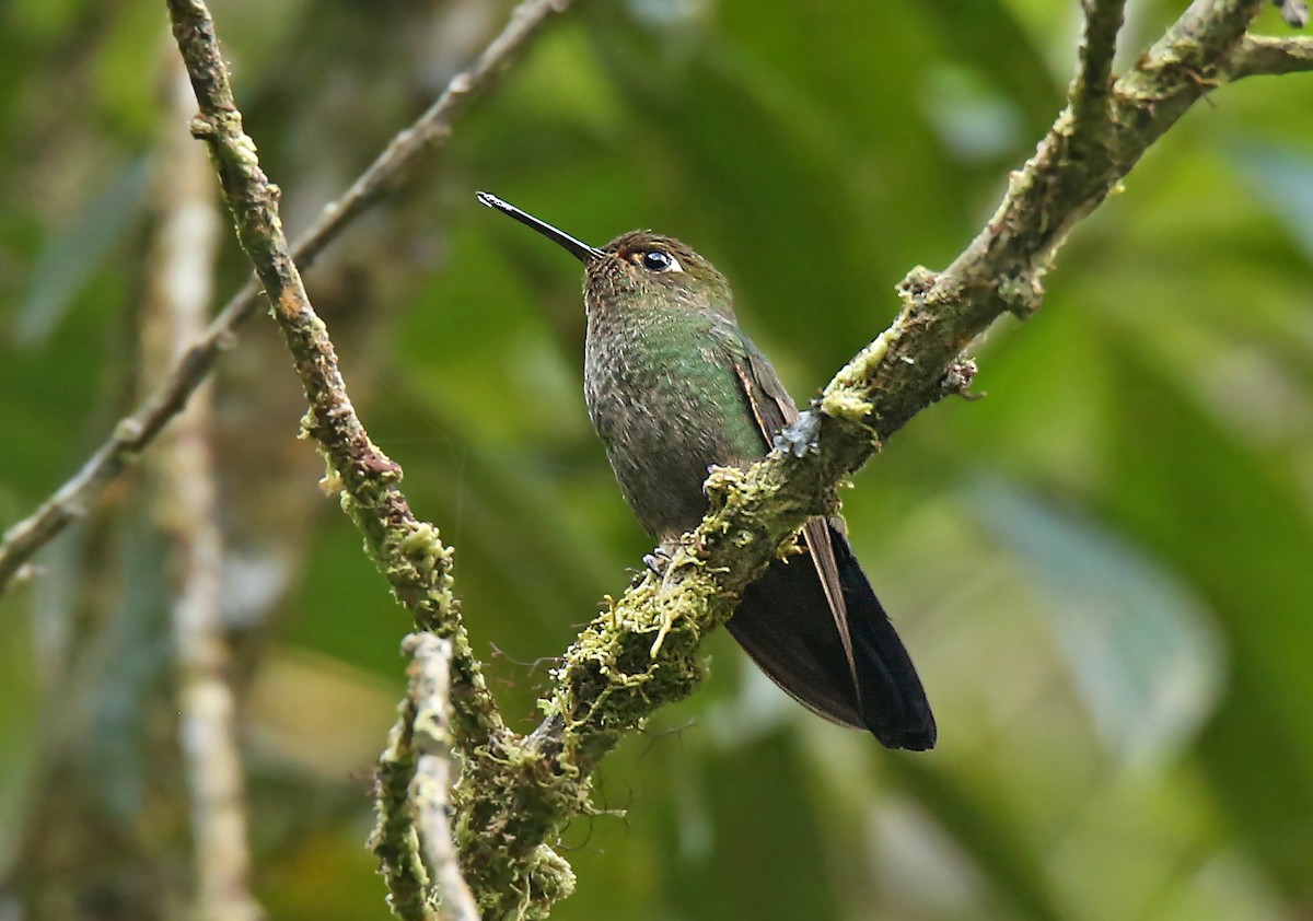 Buff-thighed Puffleg - Roger Ahlman