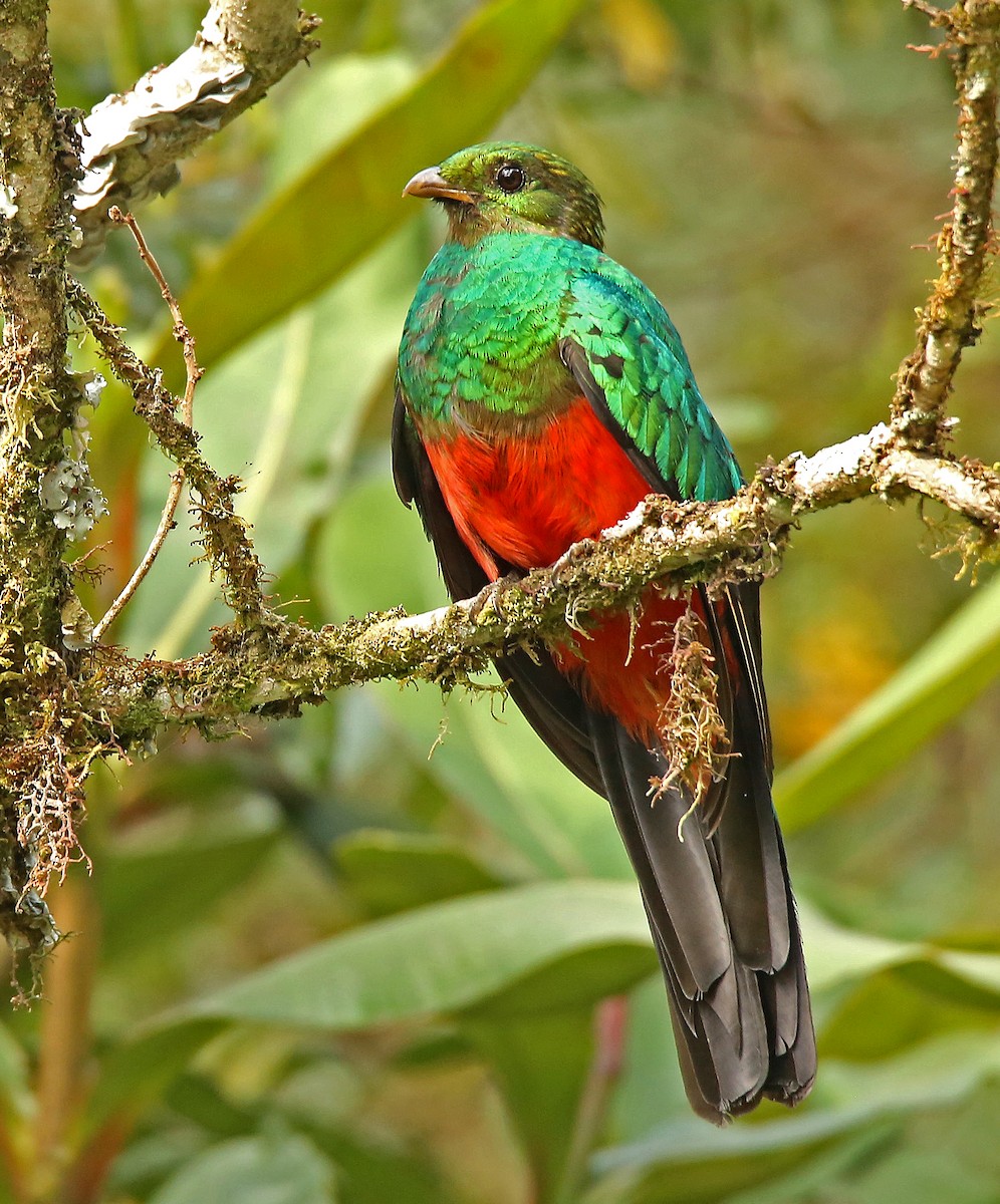 Golden-headed Quetzal - ML182740061