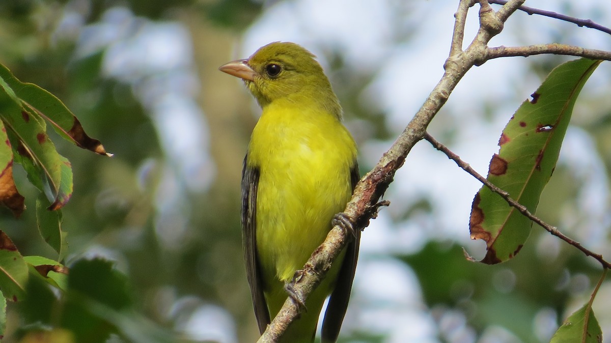 Scarlet Tanager - ML182740611