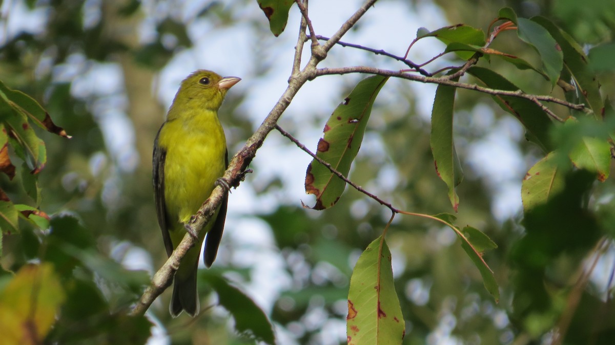Scarlet Tanager - ML182740621