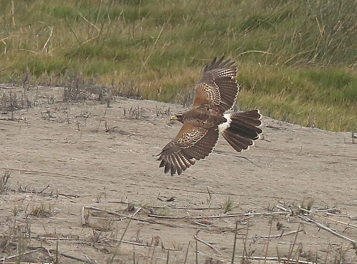 Harris's Hawk - ML182741681