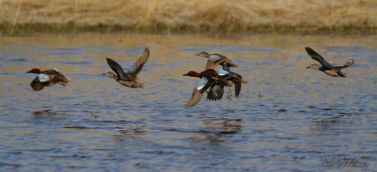 Cinnamon Teal - ML182742191
