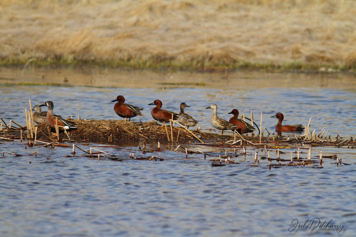 Cinnamon Teal - ML182742211