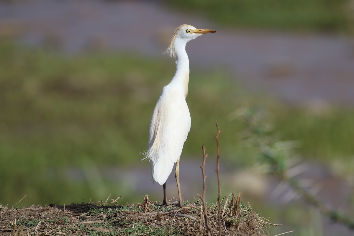 Western Cattle Egret - ML182743011