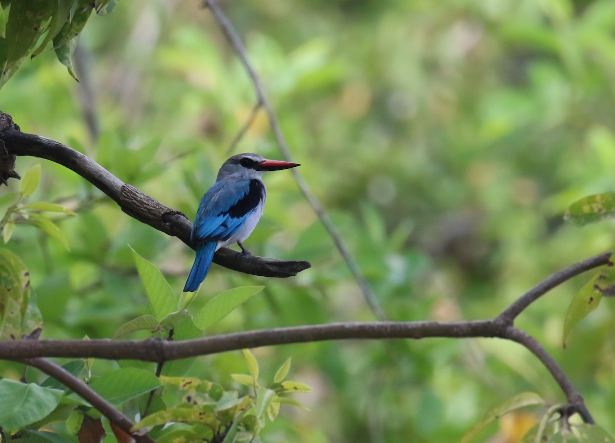 Woodland Kingfisher - ML182743031