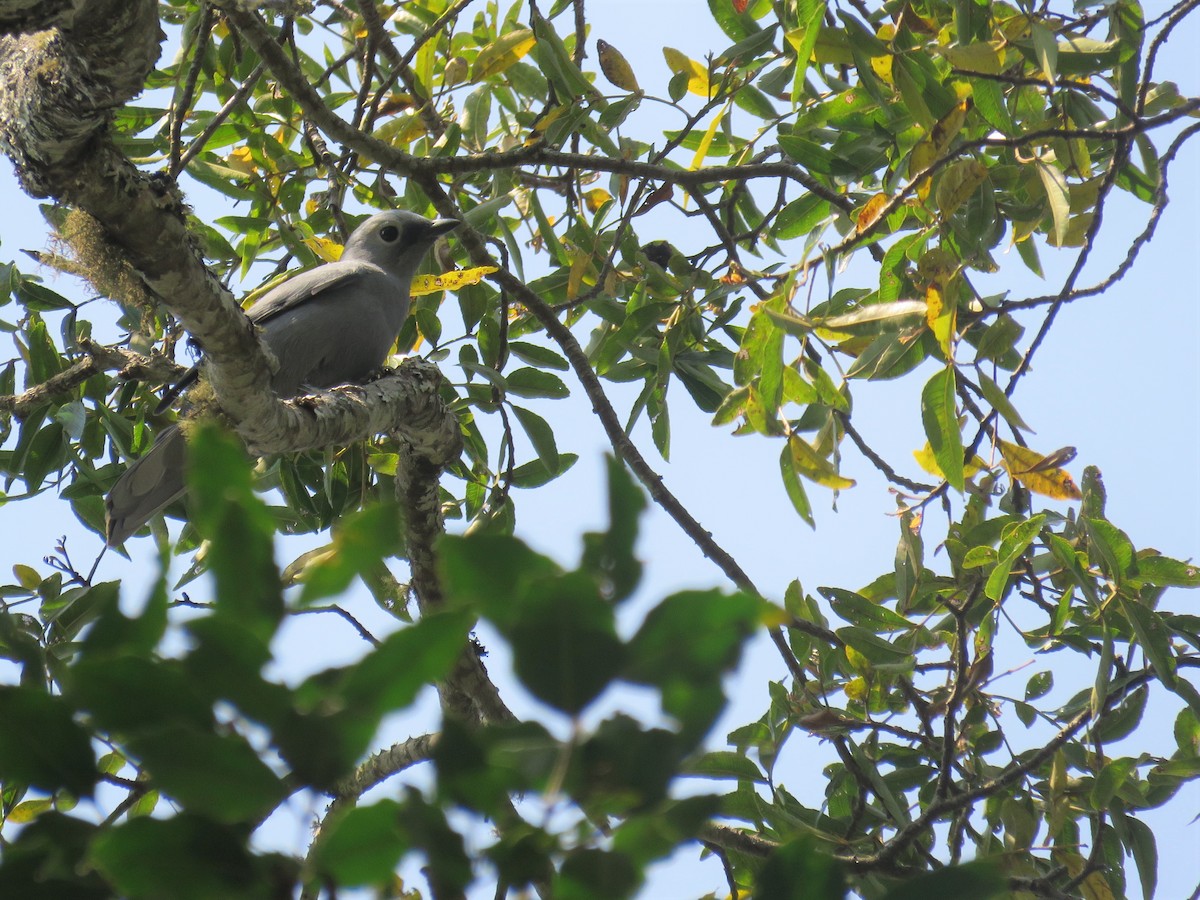 Gray Cuckooshrike - ML182743251