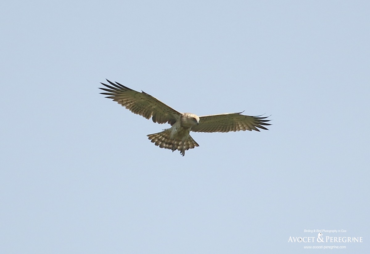 Short-toed Snake-Eagle - ML182743441