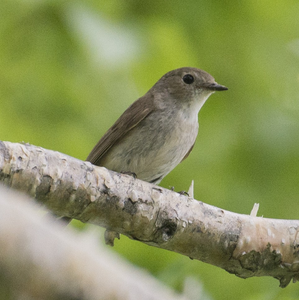 Taiga Flycatcher - ML182744271