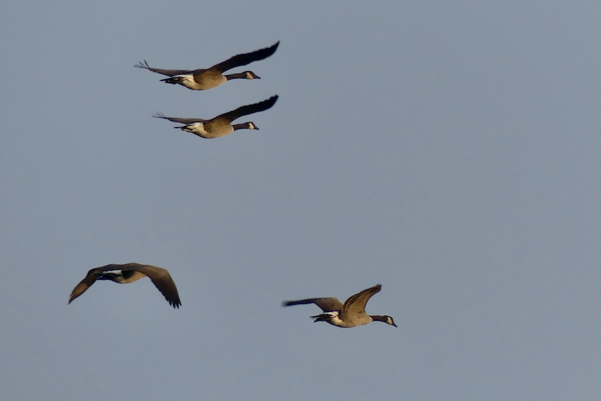 Canada Goose - Laura Blutstein