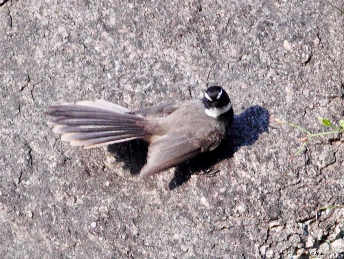 Spot-breasted Fantail - ML182746571